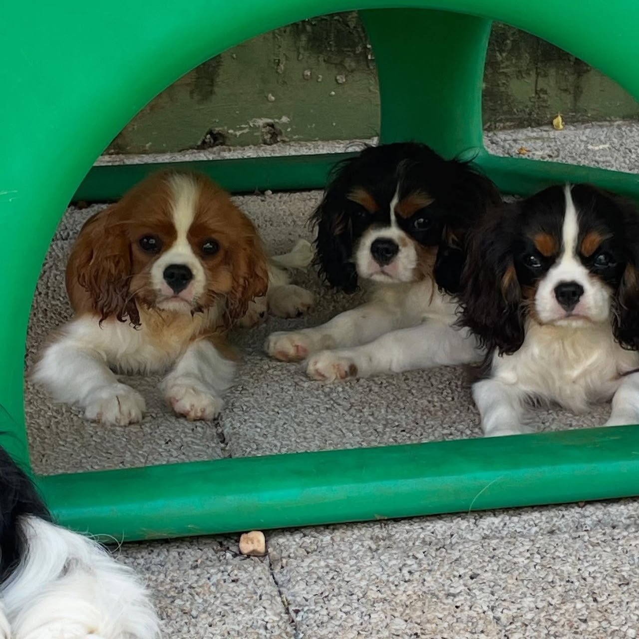 Cavalier King Charles Spaniel puppies raised at home