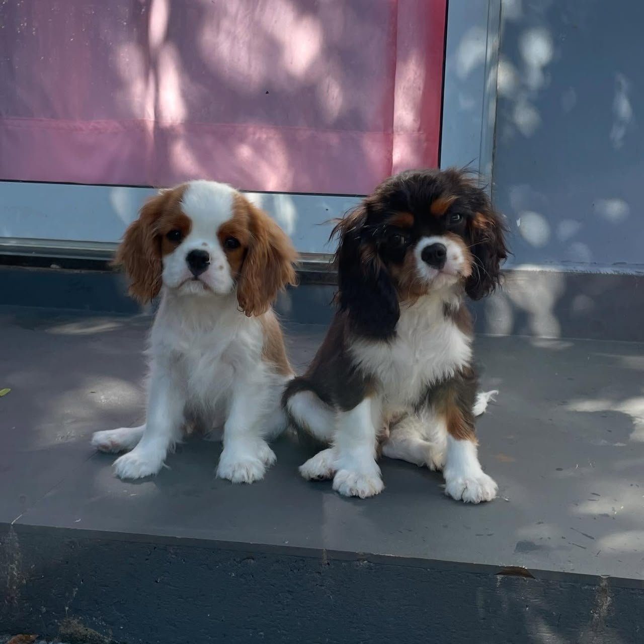 Two Cavalier puppies together