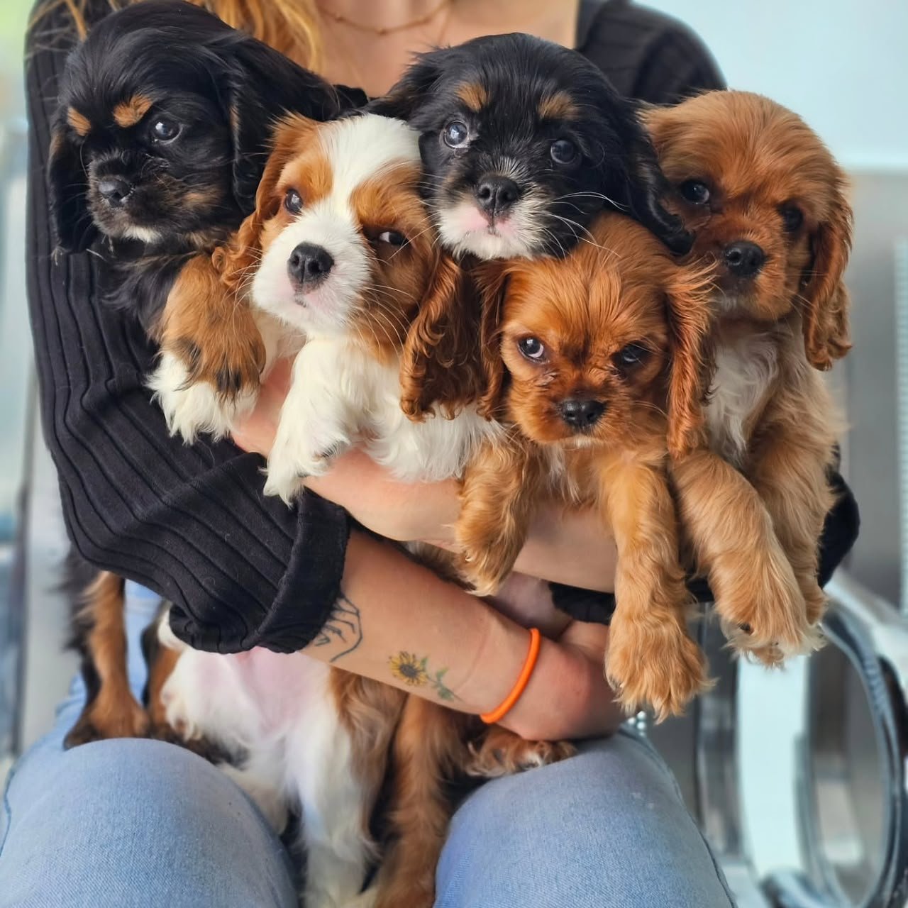 Cavalier King Charles Spaniel puppies at home